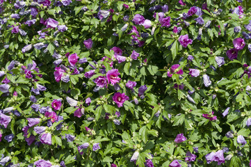 Obraz premium Plant with flowers of hibiscus