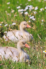 Youngsters of white-fronted goose