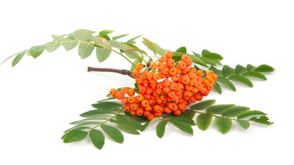 rowanberry