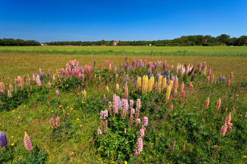 Wild lupine flowers in a grassland