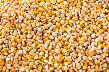 Rotten corn