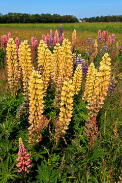 Wild Lupine Flowers In A Grassland