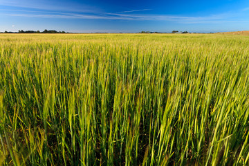 Wheat field on a sunny day