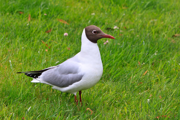 Cooks gull in a grassland