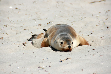 phoque sur la plage , australie
