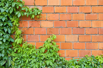 Brick wall and ivy