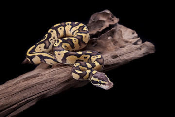 Fototapeta premium Baby Ball or Royal Python, Firefly morph, on a piece of wood