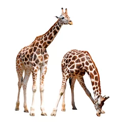 Papier Peint photo autocollant Girafe girafes isolées