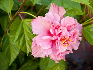 pink hibiscus