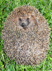 hedgehog