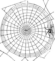 Obraz premium Spinnennetz