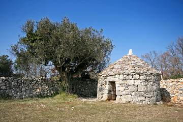 Istrian shelter kazun, stonewall and the olive tree