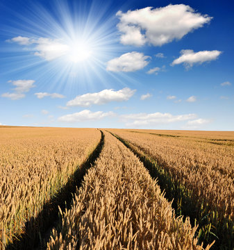 golden wheat in the blue sky background © vencav