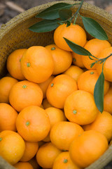 収穫された温州みかん