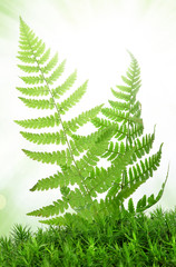 Fern