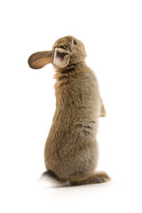 Adorable rabbit isolated on white