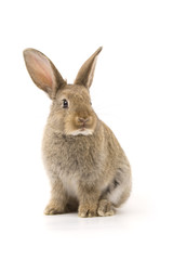 Adorable rabbit isolated on white