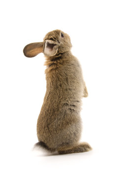Adorable rabbit isolated on white