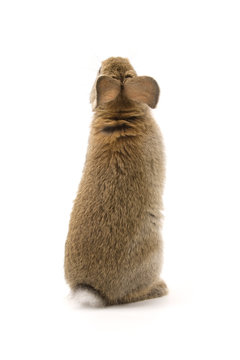 Adorable rabbit isolated on white