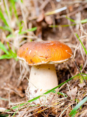 bolet dans la forêt