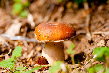 champignon - cèpe