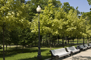 Avenue in park