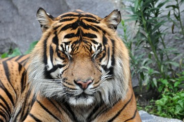 Ein Mittagsschläfchen muß sein...