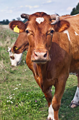 Naklejka na ściany i meble cows in field