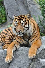 Fototapeta na wymiar Sumatra tygrys w napięciu