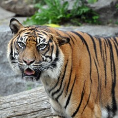 Sumatratiger...weiblich