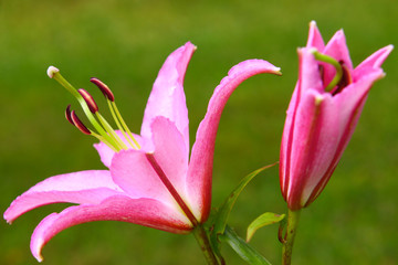 pink lily