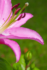 Lilium