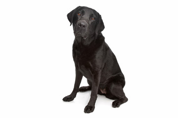 Black Labrador
