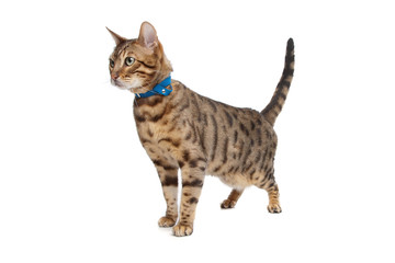 Naklejka premium Kot bengalski