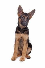 German Shepherd puppy