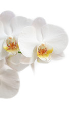Obraz na płótnie Canvas flower phalaenopsis