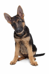 German Shepherd puppy