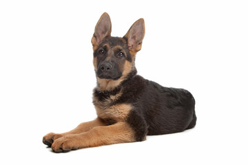 German Shepherd puppy