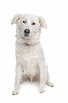 Aidi or atlas mountain dog