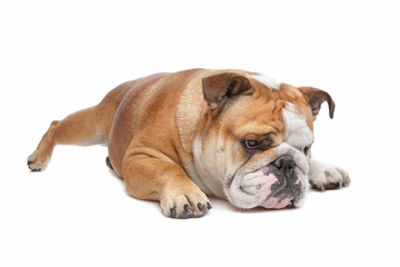 English Bulldog