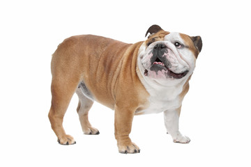 English Bulldog