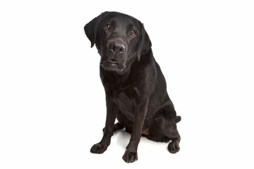 Black Labrador