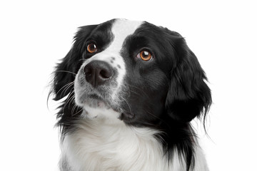 Obraz na płótnie Canvas mixed breed dog