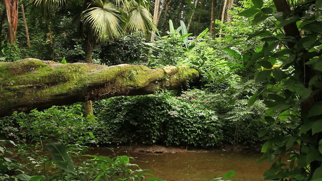 Floresta, Brasil
