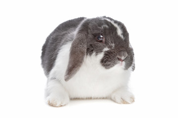 Naklejka premium angora rabbit