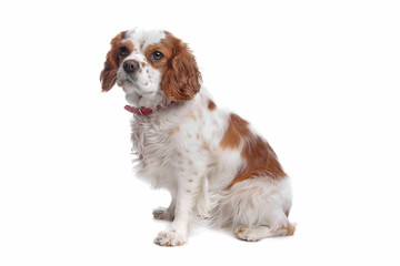 cavalier king charles