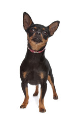 Obraz premium Miniature Pinscher