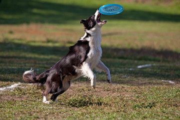 Dog playing with flying saucer