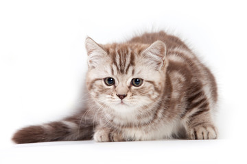 British kitten on white background