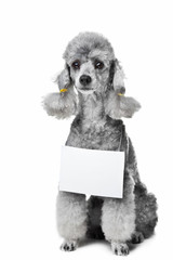 Gray poodle dog with tablet for text on isolated white